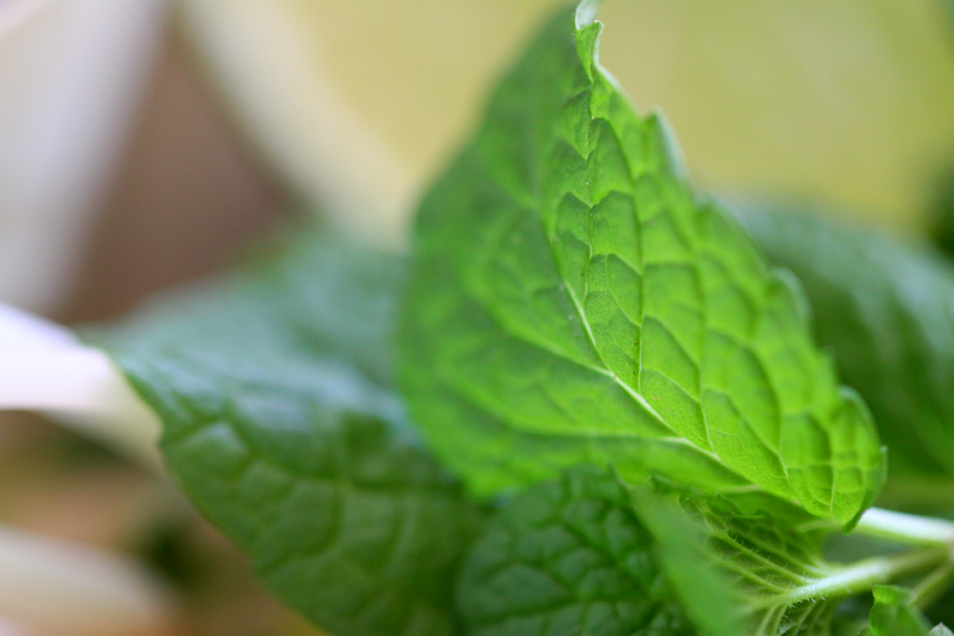 lemongrass beef3 resized